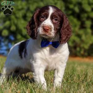 Ronnie, English Springer Spaniel Puppy